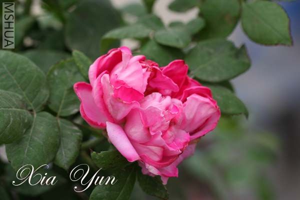 ��ģ������ĵ��