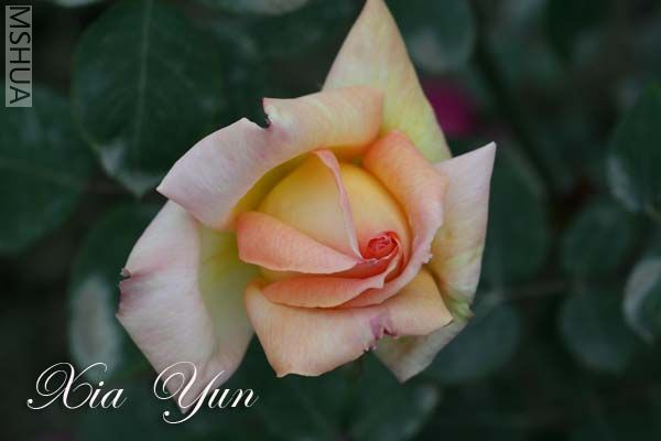 IMG_7417 ����.jpg