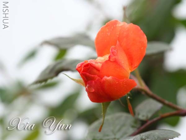 IMG_5281 ����.jpg