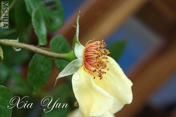 IMG_5233 ����.jpg