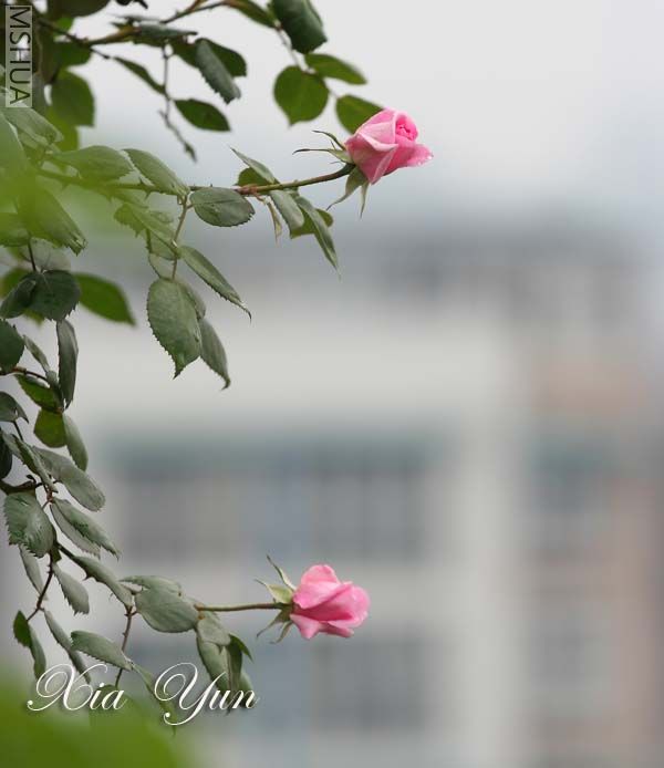 IMG_5286 ����.jpg