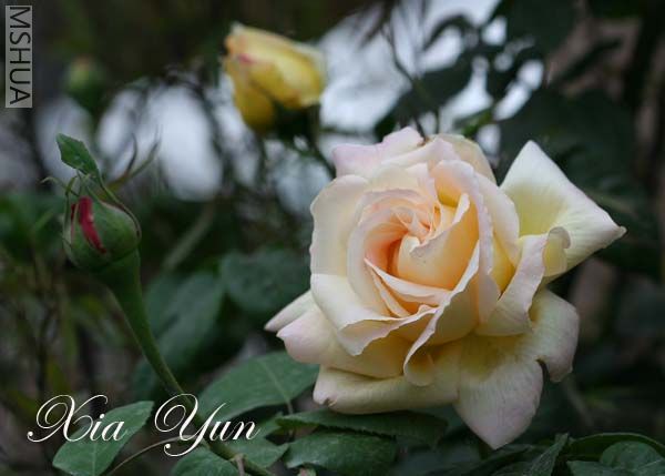 IMG_7434 ����.jpg