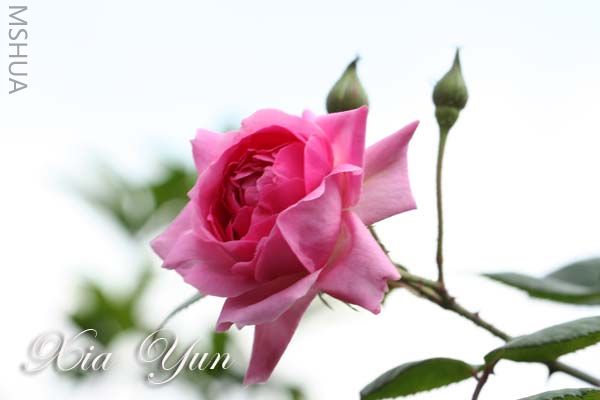 IMG_5327 ����.jpg