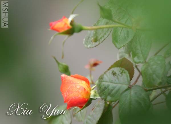 IMG_5288 ����.jpg