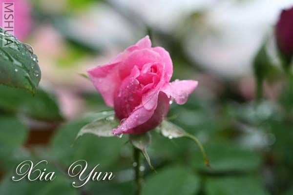 IMG_5243 ����.jpg