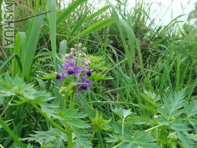 ��������ͷ , ����