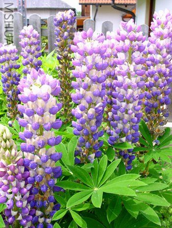 ���ȶ� (Lupinus).jpg
