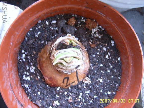 ��֪��ʲôƷ��,���������Ѿ�û����һ��