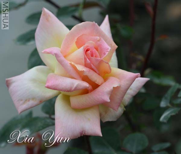 IMG_5761 ����.jpg