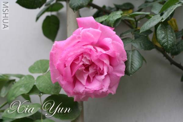 IMG_5736 ����.jpg