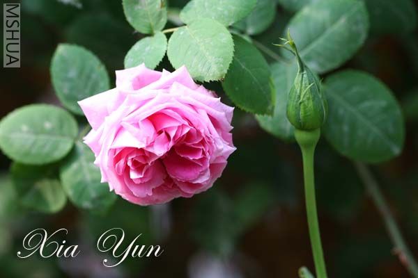 IMG_5352 ����.jpg