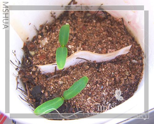 �����ں�