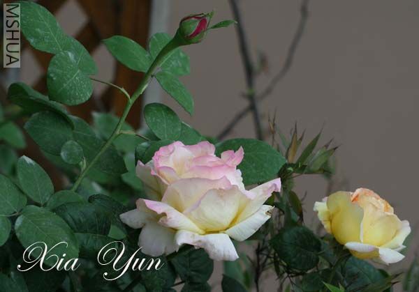 IMG_5746 ����.jpg