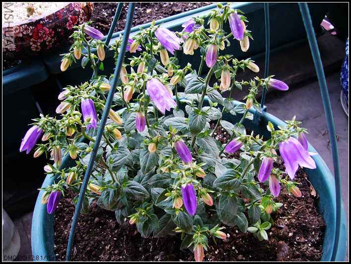 ����� ��ɯ���� ���ŵĵ�һ�� 6��-2007.4.10.jpg