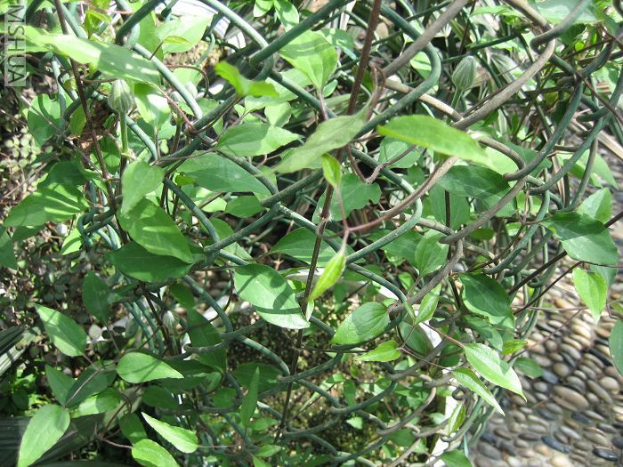 ������ (1).jpg