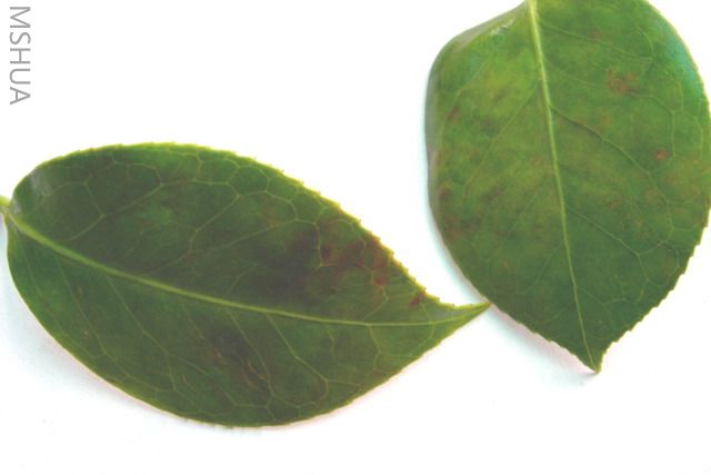 �軨Ҷ�� 005.jpg