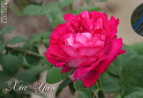 IMG_6211 ����.jpg