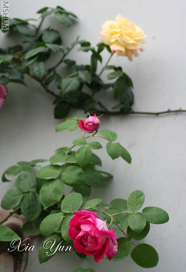 IMG_6317 ����.jpg