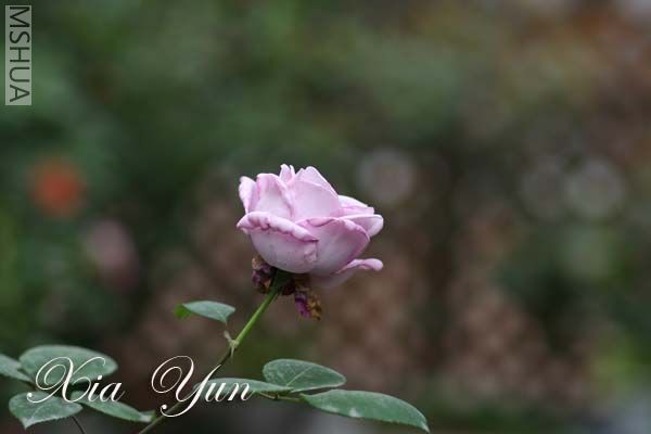 IMG_6195 ����.jpg