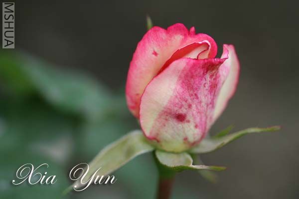 IMG_6178 ����.jpg