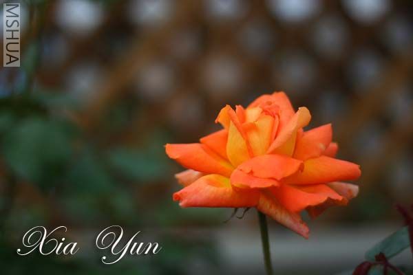 IMG_6295 ����.jpg