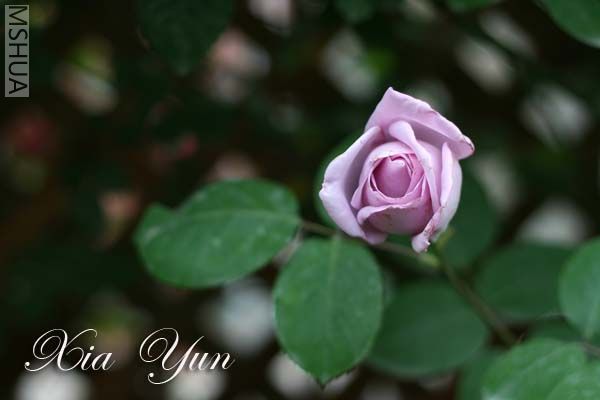 IMG_6306 ����.jpg