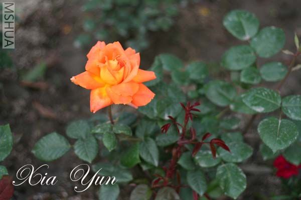 IMG_6325 ����.jpg