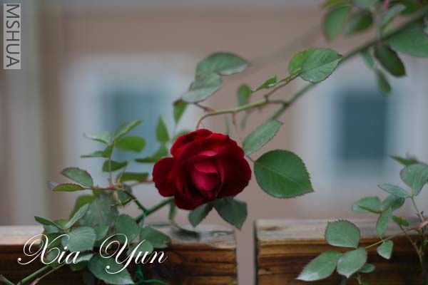 IMG_6288 ����.jpg