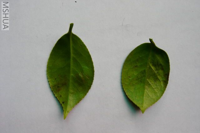 ��Ƭ��һ��