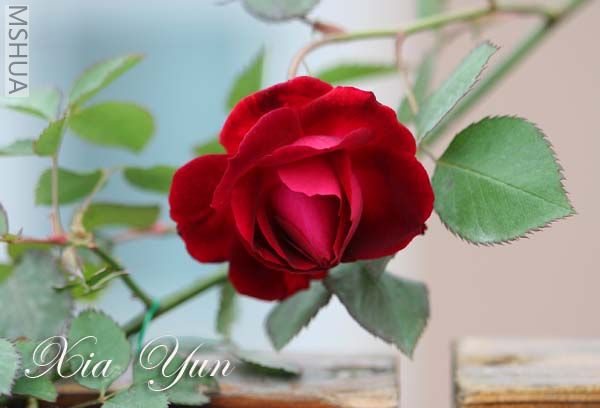 IMG_6180 ����.jpg