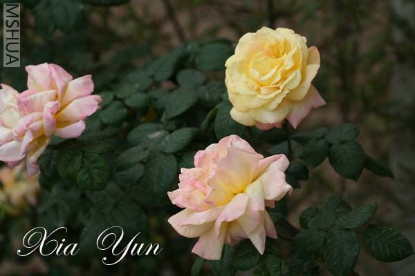 IMG_6207 ����.jpg