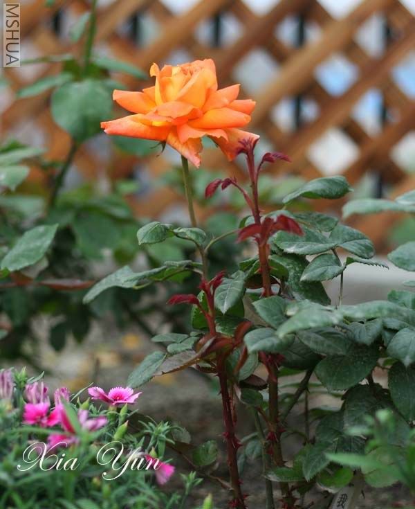 IMG_6320 ����s.jpg