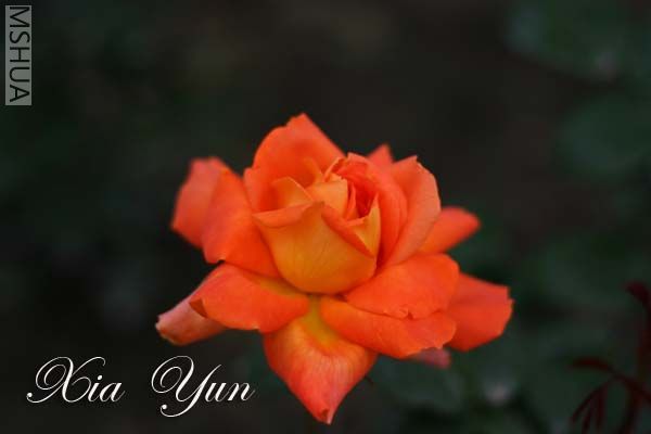 IMG_6284 ����.jpg