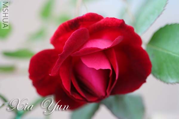 IMG_6181 ����.jpg