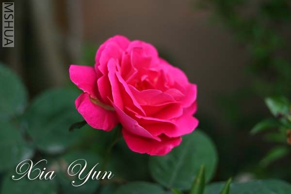 IMG_6274 ����.jpg