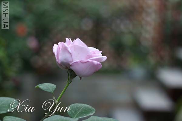 IMG_6304 ����.jpg