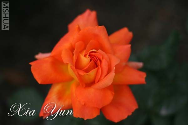 IMG_6319 ����.jpg