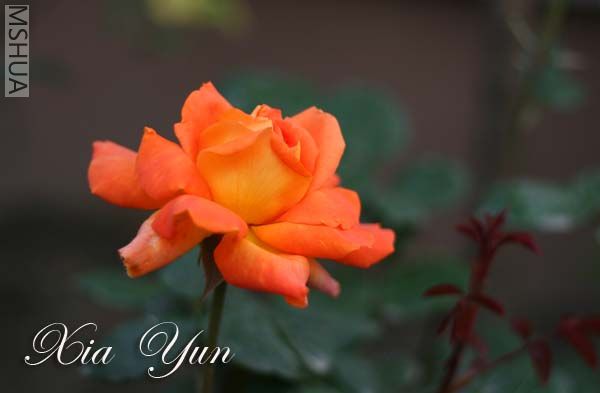 IMG_6286 ����.jpg