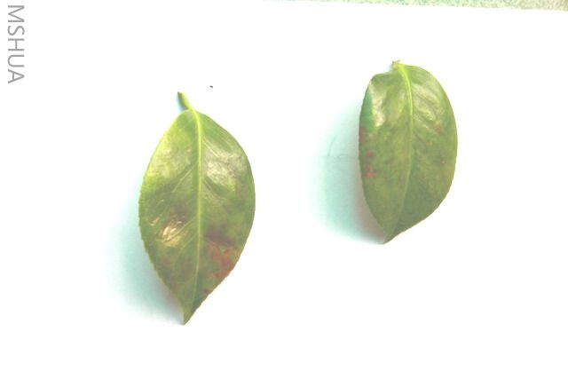 ����һ����ʮ��ѧʿ,��֪��Ƭ�ǳ൤.������Ƭ���ǳ൤