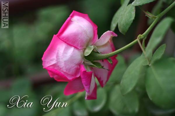 IMG_6327 ����.jpg