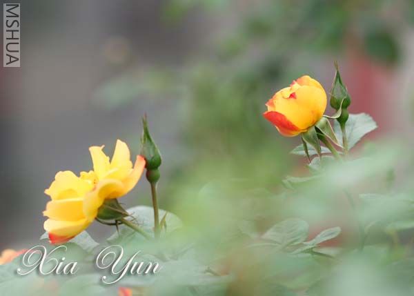 IMG_6226 ����.jpg