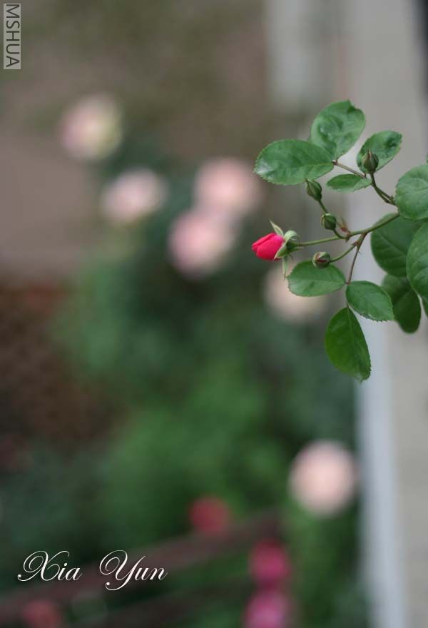 IMG_6381 ����.jpg