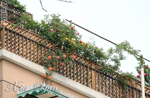 IMG_6367 ����a.jpg