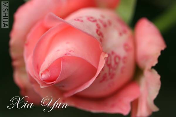 IMG_6221 ����.jpg