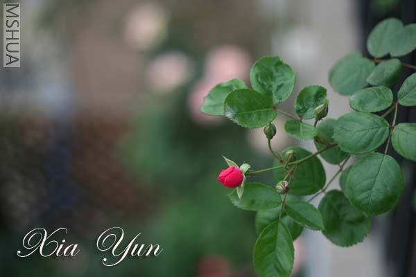 IMG_6384 ����.jpg