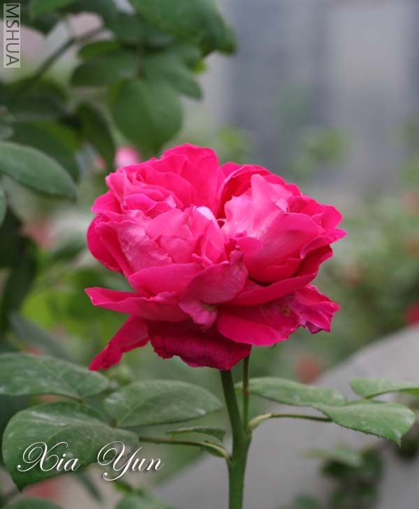 IMG_6387 ����.jpg