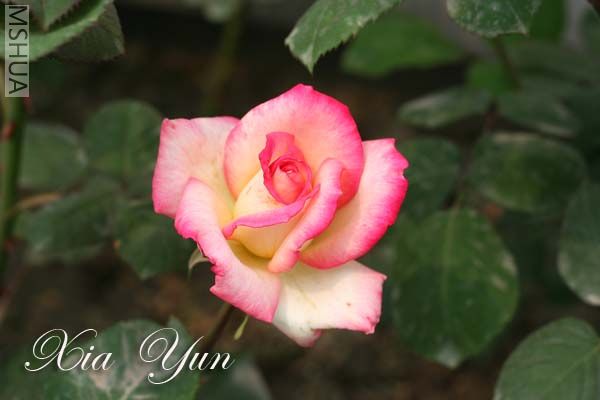 IMG_6360 ����.jpg