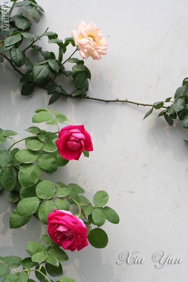 IMG_6259 ����a.jpg