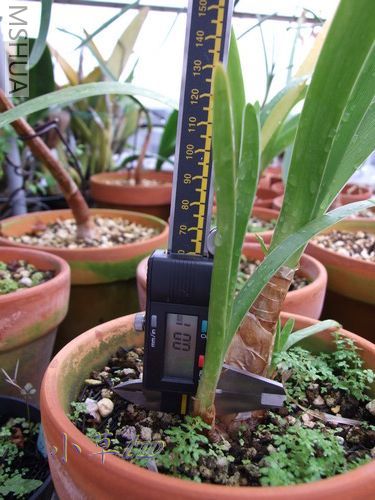 ��ѿA 960409-1.jpg