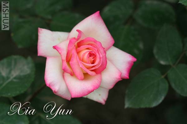 IMG_6516 ����.jpg